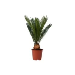 Cycas Revoluta - Varenpalm - Pot 15cm - Hoogte 45-60cm