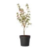 Japanese Maple 'Taylor' - "Limited Edition" - Pot 19cm - Hoogte 50-60cm