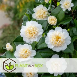 Camellia Japonica "Brushfield's Yellow" - Roos - Pot 15cm - Hoogte 50-60cm -Exporteren Tuin Verge Winkel 1000082051 0103