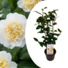 Camellia Japonica "Brushfield's Yellow" - Roos - Pot 15cm - Hoogte 50-60cm