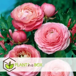 Ranunculus - Mix Van 40 - Ranunculus Bloembollen -Exporteren Tuin Verge Winkel 1000082055 0103