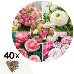 Ranunculus - Mix Van 40 - Ranunculus Bloembollen