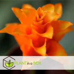 Calathea Crocata - Set Van 2 - Luchtzuiverend - Pot 14cm - Hoogte 40-50cm -Exporteren Tuin Verge Winkel 1000082056 0102