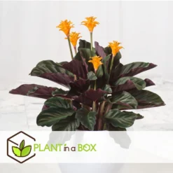 Calathea Crocata - Set Van 2 - Luchtzuiverend - Pot 14cm - Hoogte 40-50cm -Exporteren Tuin Verge Winkel 1000082056 0103
