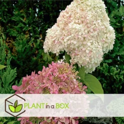 Hortensia Paniculata - Mix Van 3 - Tuinplanten - Pot 9cm - Hoogte 25-35cm -Exporteren Tuin Verge Winkel 1000082058 0102
