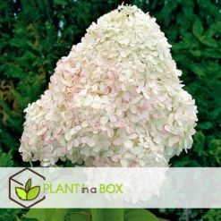 Hortensia Paniculata - Mix Van 3 - Tuinplanten - Pot 9cm - Hoogte 25-35cm -Exporteren Tuin Verge Winkel 1000082058 0104