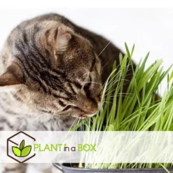 Mix Van 4 Diervriendelijke Planten - Pot 12cm - Hoogte 20-40cm -Exporteren Tuin Verge Winkel 1000082059 0103