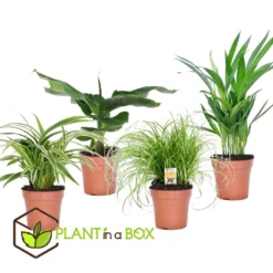 Mix Van 4 Diervriendelijke Planten - Pot 12cm - Hoogte 20-40cm -Exporteren Tuin Verge Winkel 1000082059 0104