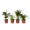 Mix Van 4 Diervriendelijke Planten - Pot 12cm - Hoogte 20-40cm