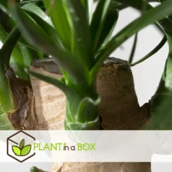 Beaucarnea Recurvata - Robuuste Stam - Olifantspoot - Pot 21cm - Hoogte 60-70cm -Exporteren Tuin Verge Winkel 1000082061 0104