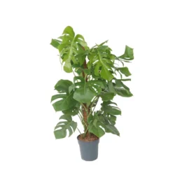 Monstera Deliciosa - Gatenplant - Pot 24cm - Hoogte 120-130cm