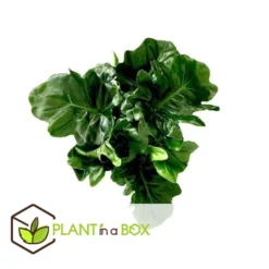 Philodendron Bipinnatifidum 'Atom - Set Van 2 - Pot 12cm - Hoogte 30-40cm -Exporteren Tuin Verge Winkel 1000082064 0103