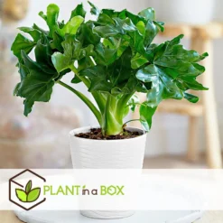 Philodendron Bipinnatifidum 'Atom - Set Van 2 - Pot 12cm - Hoogte 30-40cm -Exporteren Tuin Verge Winkel 1000082064 0104