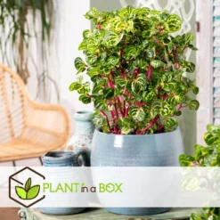 Iresine Herbstii 'Yellow' - Biefstukplant - Pot 13cm - Hoogte 20-30cm -Exporteren Tuin Verge Winkel 1000082065 0103