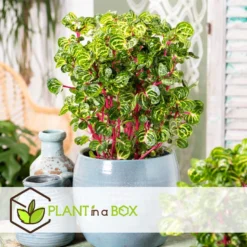 Iresine Herbstii 'Yellow' - Biefstukplant - Pot 13cm - Hoogte 20-30cm -Exporteren Tuin Verge Winkel 1000082065 0104