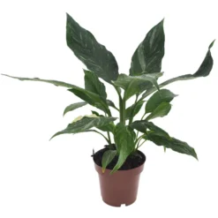 Spathiphyllum Diamond - Luchtzuiverend - Pot 12cm - Hoogte 40-50cm