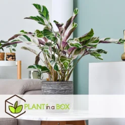 Calathea Crocata - Set Van 2 - Exotisch - Pot 14cm - Hoogte 30-40cm -Exporteren Tuin Verge Winkel 1000082069 0103