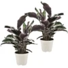 Calathea Crocata - Set Van 2 - Exotisch - Pot 14cm - Hoogte 30-40cm