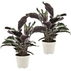 Calathea Crocata - Set Van 2 - Exotisch - Pot 14cm - Hoogte 30-40cm