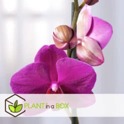 Phalaenopsis Multiflora - Orchidee Paars - Pot 12cm - Hoogte 35-45cm -Exporteren Tuin Verge Winkel 1000082073 0103