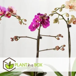Phalaenopsis Multiflora - Orchidee Paars - Pot 12cm - Hoogte 35-45cm -Exporteren Tuin Verge Winkel 1000082073 0104