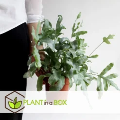 Phlebodium Aureum 'Blue Star' - Blauwvaren - Pot 17cm - Hoogte 40-50cm -Exporteren Tuin Verge Winkel 1000082075 0103