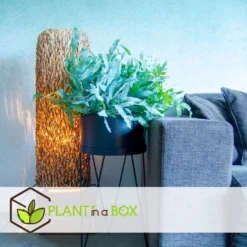 Phlebodium Aureum 'Blue Star' - Blauwvaren - Pot 17cm - Hoogte 40-50cm -Exporteren Tuin Verge Winkel 1000082075 0104