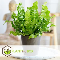 Asplenium Crispy Wave - Pot 12cm - Hoogte 25-40cm -Exporteren Tuin Verge Winkel 1000082077 0103