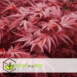 Acer Palmatum ´Atropurpureum´ - Set Van 2 - Esdoorn - Pot 19cm - Hoogte 60-70cm -Exporteren Tuin Verge Winkel 1000082082 0104