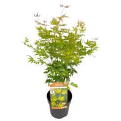 Japanese Maple 'Orange Lace' - Japanse Esdoorn - Pot 19 - Hoogte 60-70cm