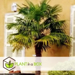 Trachycarpus Fortunei - Waaierpalmboom - Pot 21cm - Hoogte 65-75cm -Exporteren Tuin Verge Winkel 1000082084 0104