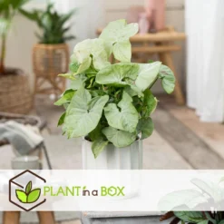 Syngonium Milk Confetti - Pot 12cm - Hoogte 20-30cm -Exporteren Tuin Verge Winkel 1000082086 0103