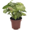 Syngonium Milk Confetti - Pot 12cm - Hoogte 20-30cm