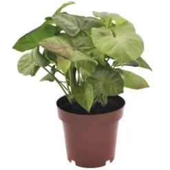 Syngonium Milk Confetti - Pot 12cm - Hoogte 20-30cm