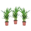 Dypsis Lutescens - Areca Goudpalm - Set Van 3 - Pot 12cm - Hoogte 30-45cm