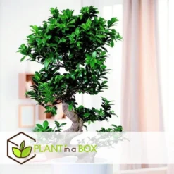 Ficus Ginseng S-Shape - Set Van 2 - Japanse Bonsai - Pot 20cm - Hoogte 55-65cm -Exporteren Tuin Verge Winkel 1000082089 0103