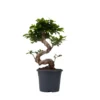 Ficus Ginseng S-Shape - Set Van 2 - Japanse Bonsai - Pot 20cm - Hoogte 55-65cm