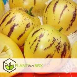 Solanum 'Pepino Gold' - Meloenpeer - Set Van 3 - Pot 9cm - Hoogte 25-40cm -Exporteren Tuin Verge Winkel 1000082091 0103