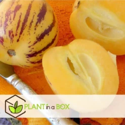 Solanum 'Pepino Gold' - Meloenpeer - Set Van 3 - Pot 9cm - Hoogte 25-40cm -Exporteren Tuin Verge Winkel 1000082091 0104