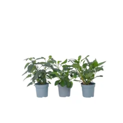 Solanum 'Pepino Gold' - Meloenpeer - Set Van 3 - Pot 9cm - Hoogte 25-40cm