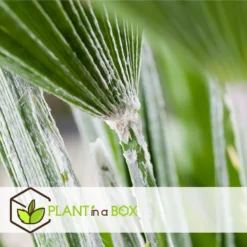 Chamaerops Humilis - Europese Dwergpalm - Pot 15cm - Hoogte 50-60cm -Exporteren Tuin Verge Winkel 1000082093 0104