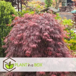 Acer Palmatum 'Garnet' - Japanse Esdoorn - Pot 19cm - Hoogte 60-70cm -Exporteren Tuin Verge Winkel 1000082095 0104