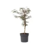 Acer Palmatum 'Garnet' - Japanse Esdoorn - Pot 19cm - Hoogte 60-70cm