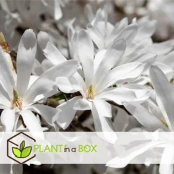 Magnolia Stellata - Set Van 3 - Witte Bloemen - Tuin - Pot 9cm - Hoogte 25-40cm -Exporteren Tuin Verge Winkel 1000082099 0103