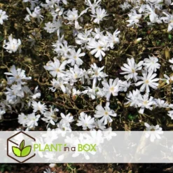 Magnolia Stellata - Set Van 3 - Witte Bloemen - Tuin - Pot 9cm - Hoogte 25-40cm -Exporteren Tuin Verge Winkel 1000082099 0104