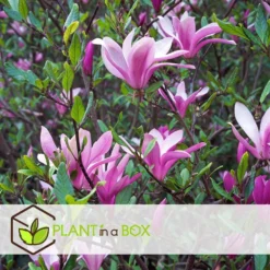 Magnolia Stellata - Set Van 3 - Paarse Bloemen - Tuin - Pot 9cm - Hoogte 25-40cm -Exporteren Tuin Verge Winkel 1000082102 0103