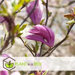 Magnolia Stellata - Set Van 3 - Paarse Bloemen - Tuin - Pot 9cm - Hoogte 25-40cm -Exporteren Tuin Verge Winkel 1000082102 0104