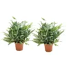 Phlebodium Aureum Blue Star - Set Van 2 - Blauwvaren - Pot 17cm - Hoogte 40-50cm