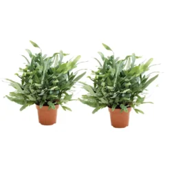Phlebodium Aureum Blue Star - Set Van 2 - Blauwvaren - Pot 17cm - Hoogte 40-50cm