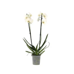 Phalaenopsis - Orchidee Wit - Pot 12cm - Hoogte 50-60cm